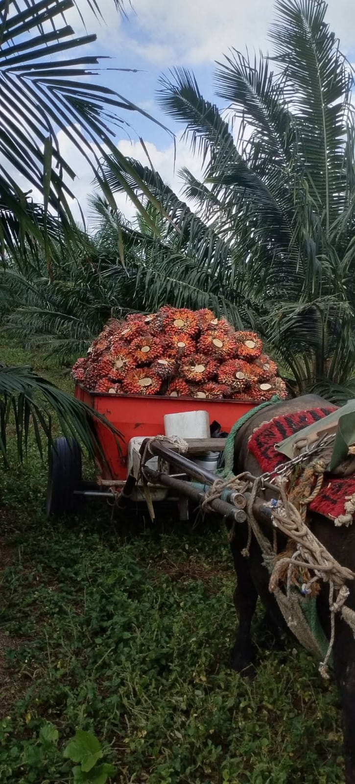 Racimos de fruto de palma maduros listos para cosecha